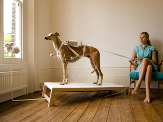 Illustration for article titled Sheep Dialysis Machine: Are Pets the Medical Devices of the Future?